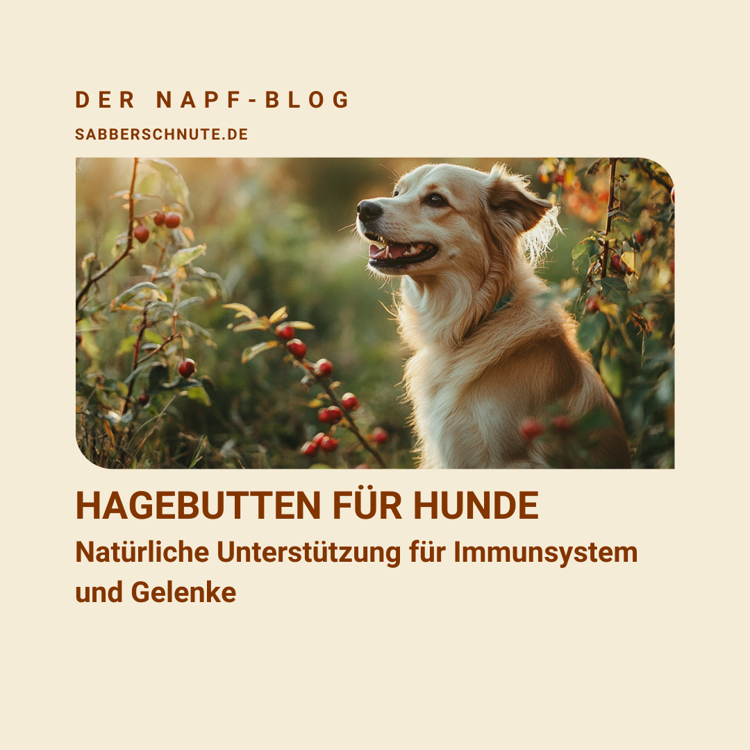 Hagebutten für Hunde: Natürliche Unterstützung für Immunsystem und Gelenke 💚🐕 Ernährungsberatung Hund, Hunde BARF