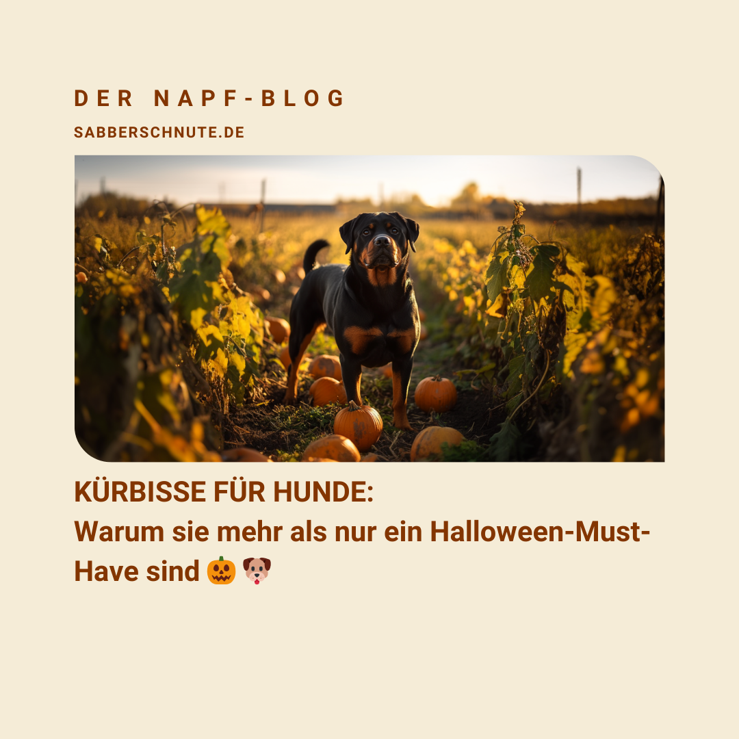 Kürbis für Hunde Natürliche Unterstützung für Immunsystem und Gelenke 💚🐕 Ernährungsberatung Hund, Hunde BARF, Kürbissupe für Hunde, Kürbiskerne für hunde